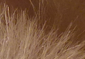 Panasonic Lumix FZ200: ultrazoomové překvapení roku