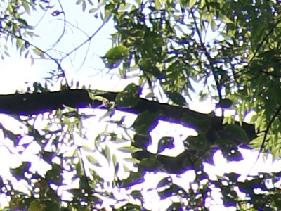 Sony SLT-A33: přesvědčivý revolucionář