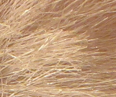 Canon PowerShot SX1 IS vs. SX10 IS: souboj CMOS a CCD