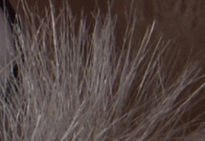 Nikon D600: vynikající vstup do světa full frame