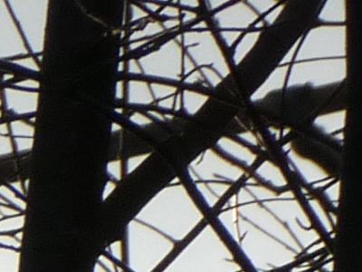 Panasonic Lumix FZ45 a FZ100: na vrcholu