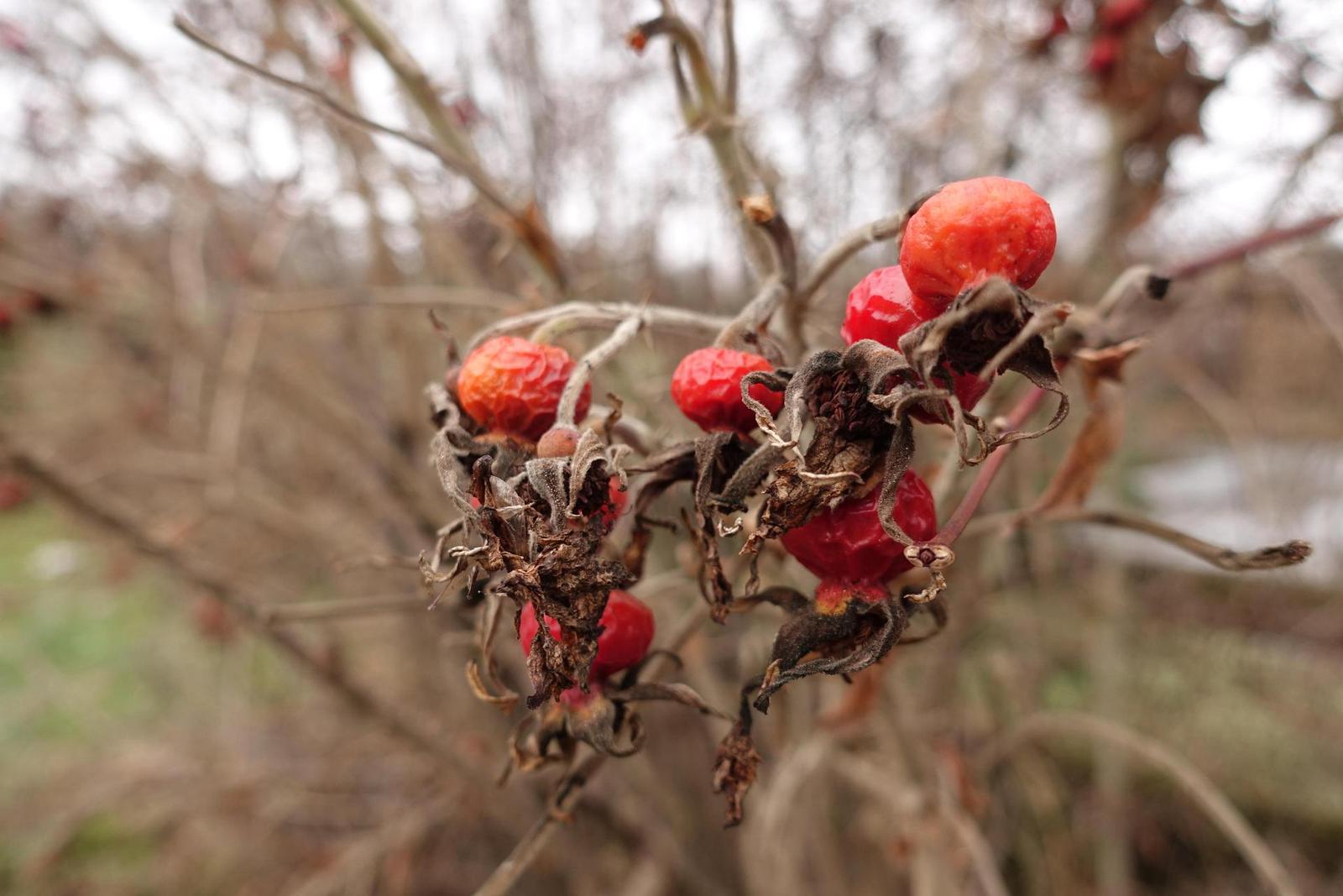 Sony Cyber-shot RX100 IV (RX100M4): zase o něco lepší