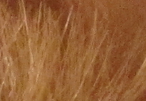 Canon PowerShot SX160 IS: více megapixelů i zoomu