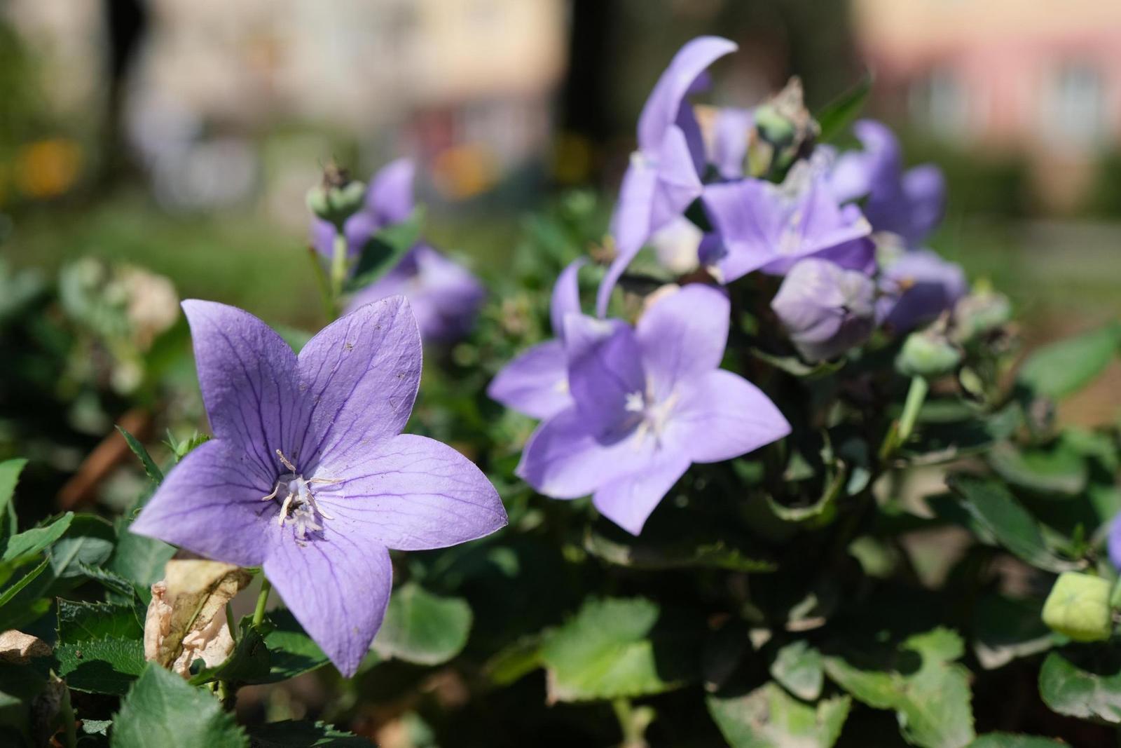 Fujifilm X-T3: foťák i profi kamera