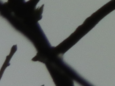 Fujifilm FinePix HS10: ultrazoom roku?