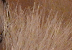 Nikon D5100: jeden z nejlepších?