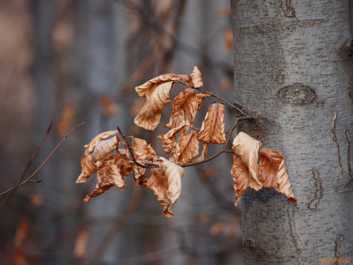 Olympus M.Zuiko Digital 40-150 mm F4-5,6 + nová R verze