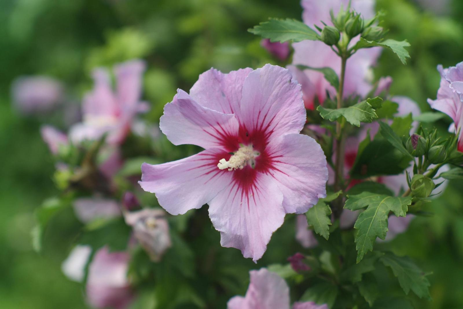 Jupiter-9 85mm F2.0 (M39)