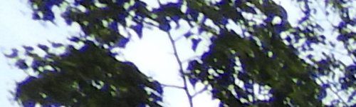 Nikon Coolpix B700: přírodovědec