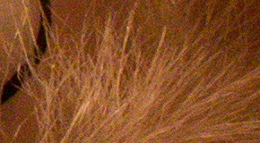 Canon EOS 70D: velmi příjemný společník