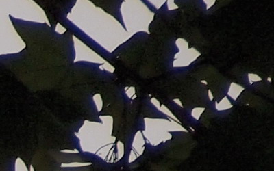 Olympus M.Zuiko Digital 40-150 mm F4-5,6 + nová R verze