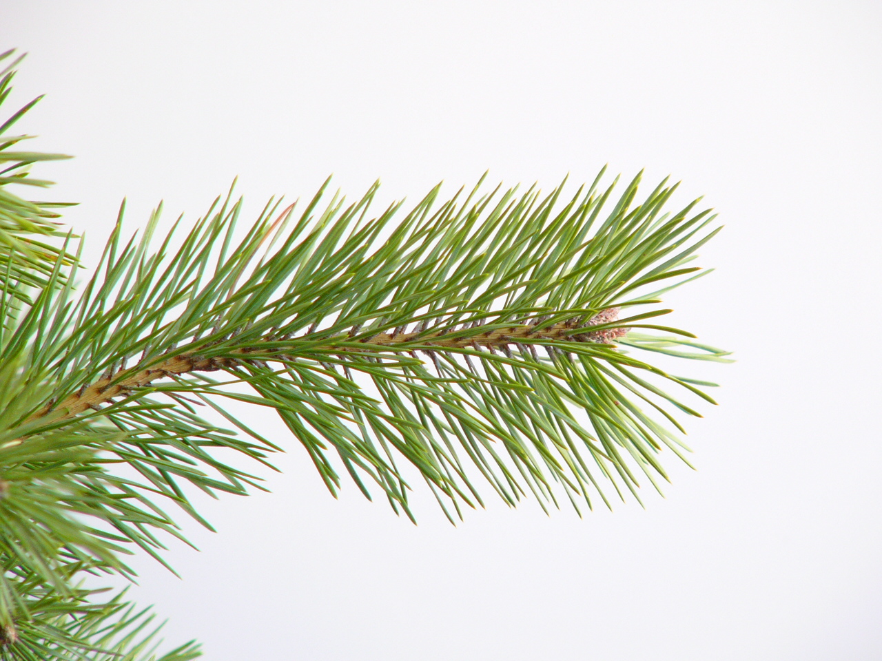 Panasonic Lumix DMC–FZ10: Vlajková loď s optikou Leica