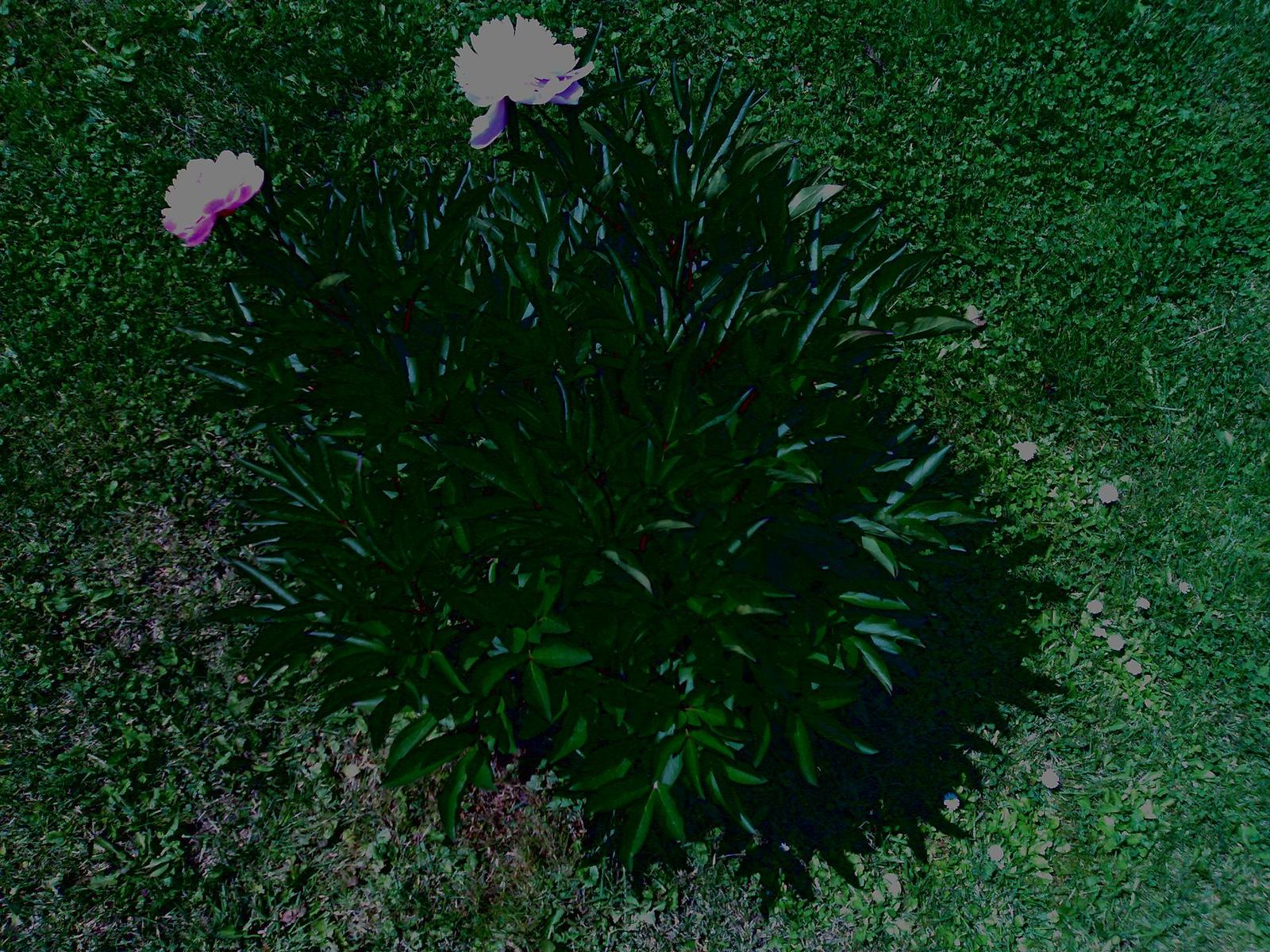 Nokia N80 - jak fotí 3megapixelový fotomobil?