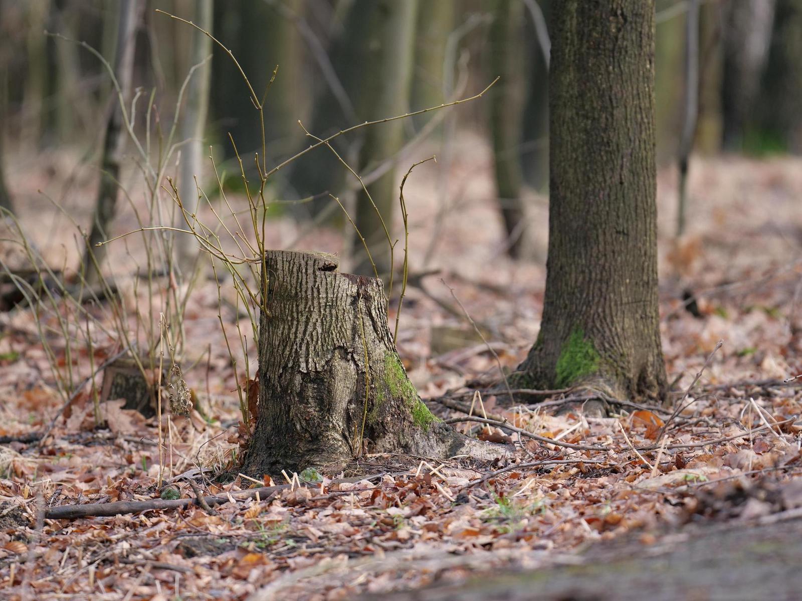 Panasonic Leica DG Elmarit 200mm / F2.8 / Power O.I.S.