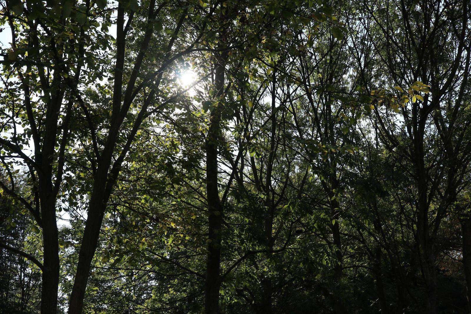 Canon EF-M 28mm f/3.5 Macro IS STM