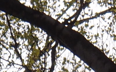 Olympus XZ-1: trefa do černého