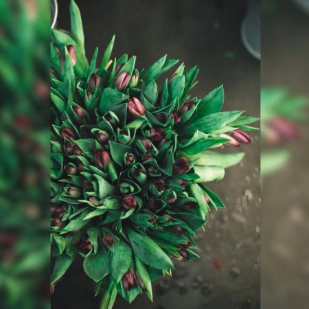 Jarní aktualizace Zoner Photo Studia X vylepšuje video i hromadné úpravy