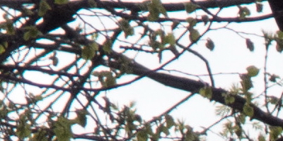 Olympus Stylus XZ-2: jednoduše skvělý