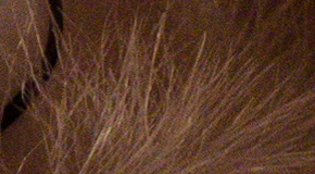 Panasonic Lumix FZ1000: legenda je zpátky