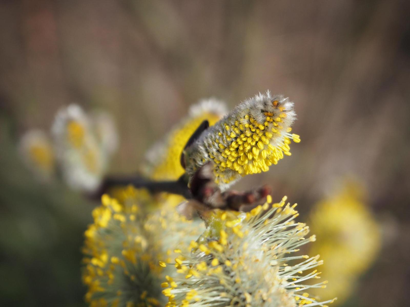 Olympus M.Zuiko Digital ED 14-42mm 1:3.5-5.6 EZ Pancake