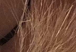 Fujifilm X-S1: jedinečný