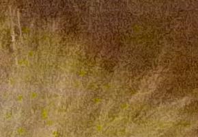 Panasonic Lumix FZ200: ultrazoomové překvapení roku