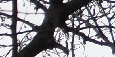 Fujifilm X-S1: jedinečný