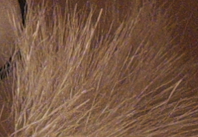 Fujifilm X-M1: našlapaná stylovka