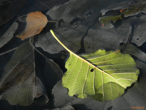 Nikon Coolpix S1100pj: kino v kompaktu