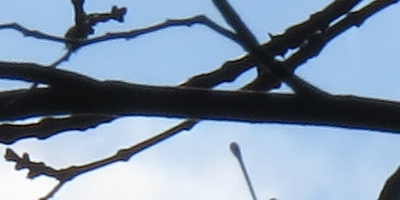 Canon PowerShot SX50 HS: překvapivá kombinace