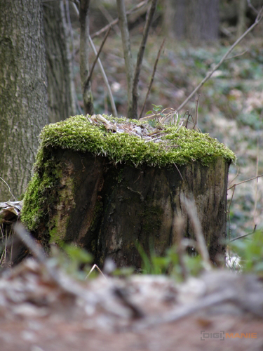 Olympus SP-570UZ: uspěje první 20× ultrazoom v testu?