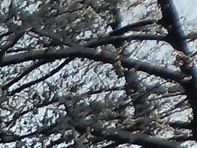 Nokia C7: pro fotící manažery