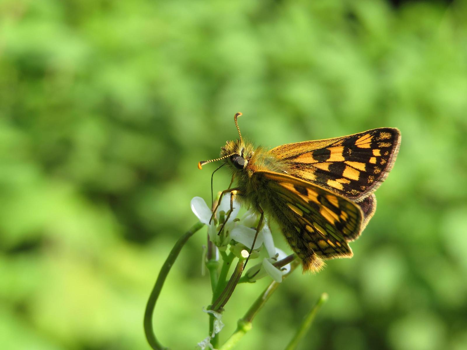 Canon PowerShot SX720 HS: kapesní šmírování