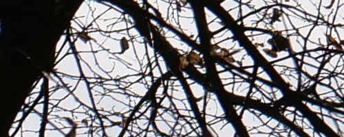 Panasonic Leica DG Vario-Summilux 25-50mm F1.7 ASPH.