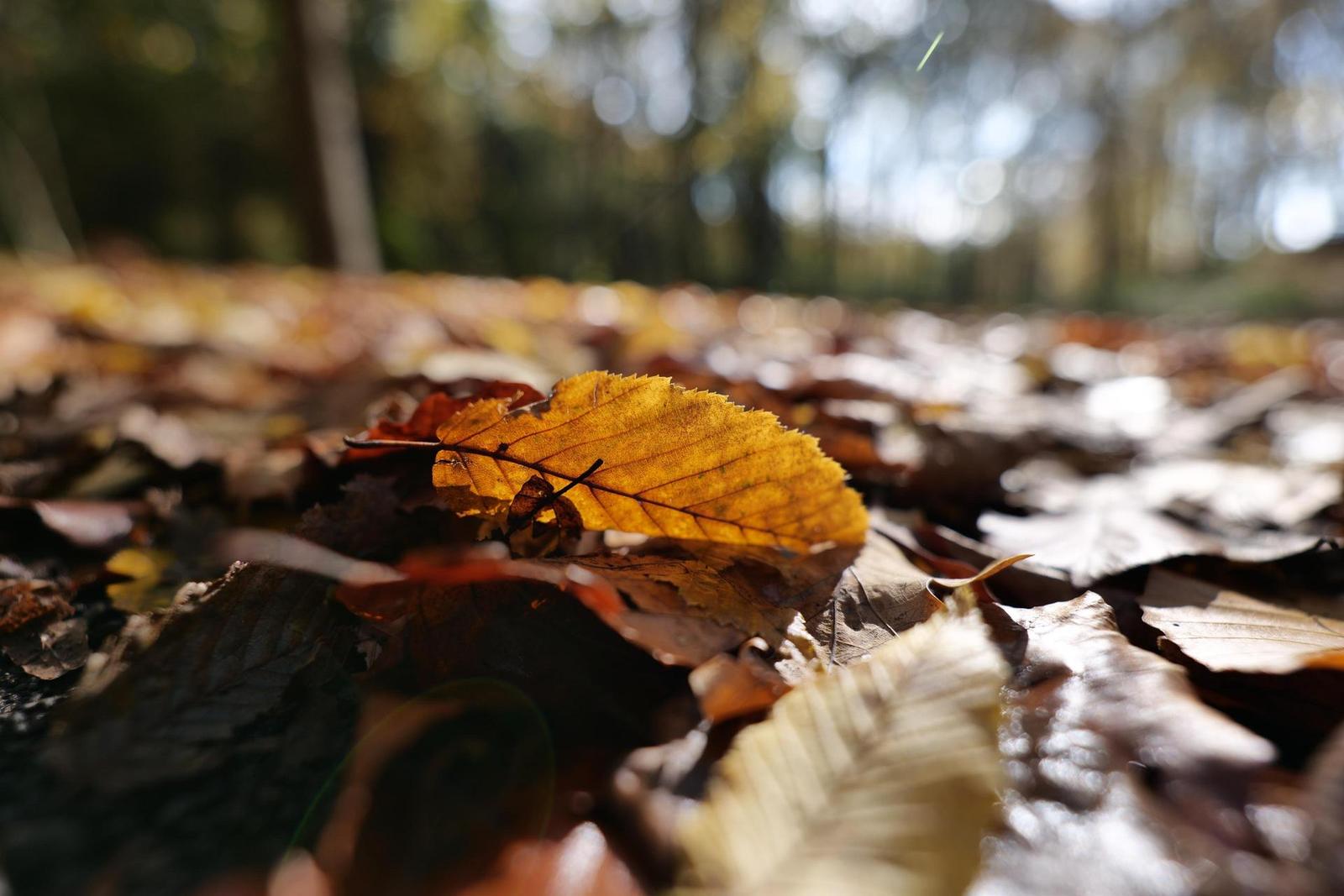 Panasonic Lumix S 18mm F1.8