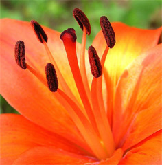 Fotografické a grafické kurzy NICOM s letní slevou 19 %