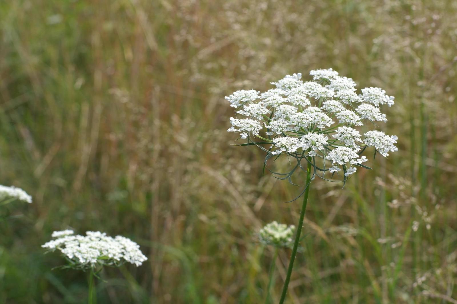 Minolta MD Rokkor 45mm F2.0 (MD)