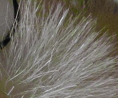 Sigma DP2: otestovali jsme Foveon!