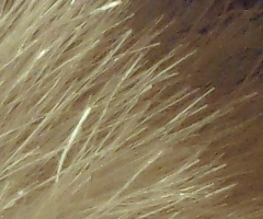 Samsung ST550: jedno LCD nestačí