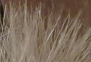 Canon PowerShot G15: lépe už to (asi) nepůjde