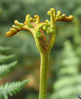 Tipy a triky nejen pro začátečníky, díl 12. - Fotografujeme květiny