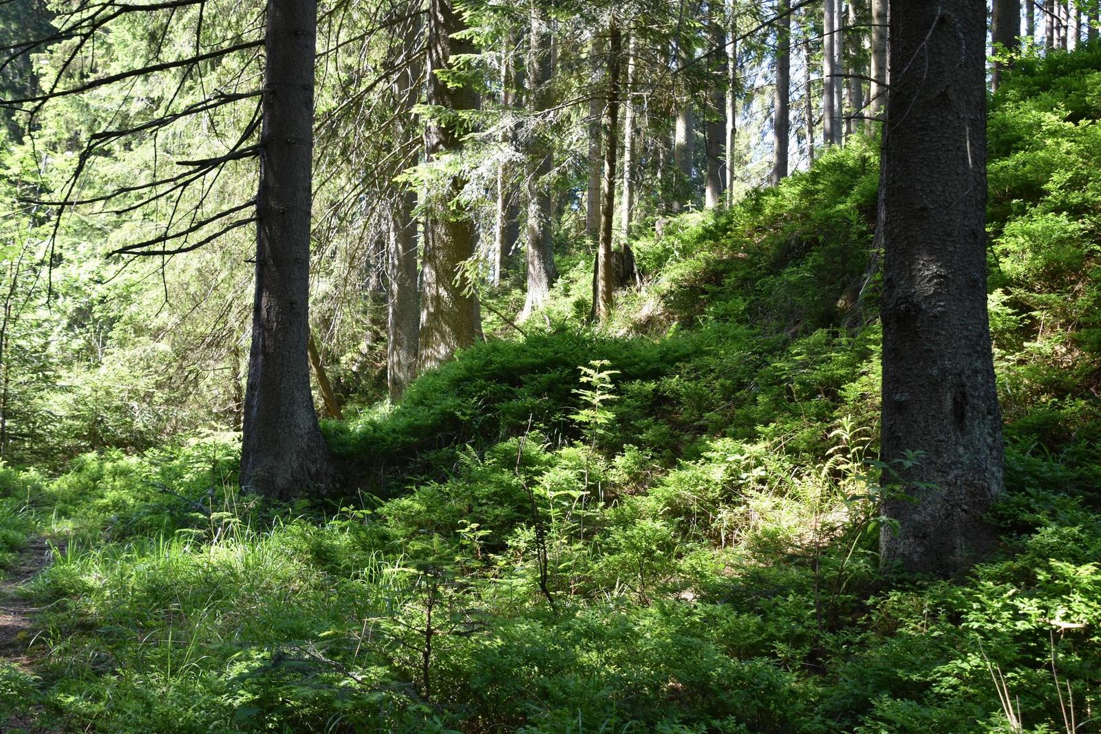 Nikon AF-S DX NIKKOR 18-300mm f/3.5-6.3G ED VR