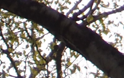 Olympus XZ-1: trefa do černého