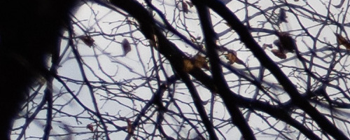 Panasonic Leica DG Vario-Summilux 25-50mm F1.7 ASPH.