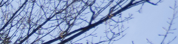 Panasonic Lumix S 18mm F1.8