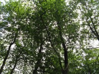 Canon PowerShot A700: Mezi kompaktem a ultrazoomem