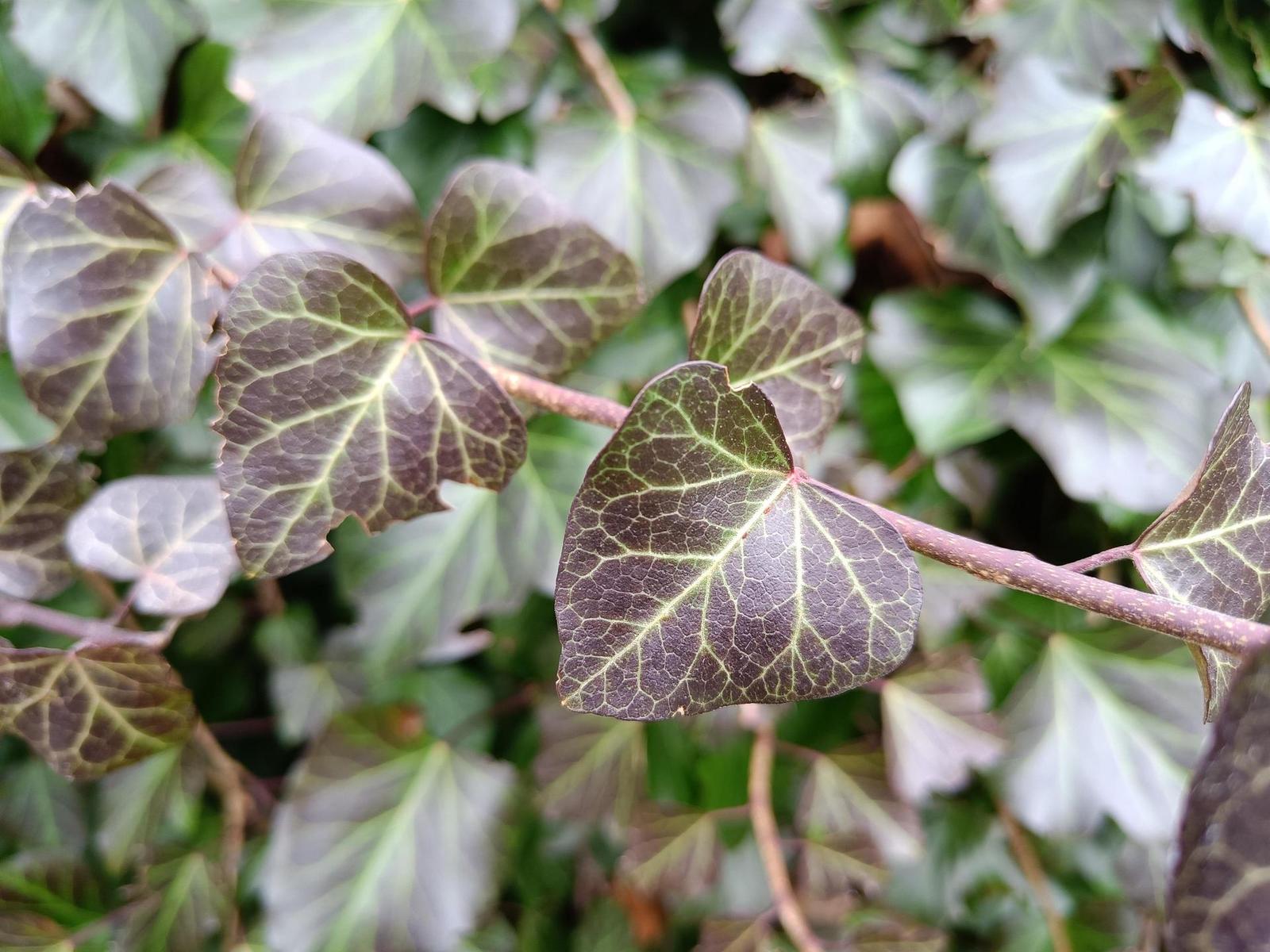 Realme 9 Pro+: s velkými pixely za kvalitními fotkami