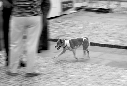 Panning aneb vyfoť mě, když mě chytíš