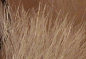 Nikon D5100: jeden z nejlepších?