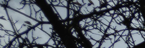 Panasonic Leica Summilux DG 9mm f/1.7 ASPH.